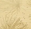 Chamomile