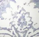 Aquarelle