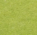 Lichen