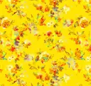 Canary