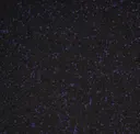 Purple Rain