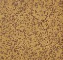 Brown (504)