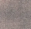 Sea153-261 Scallop