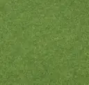 Grasshopper