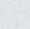 Ter006-36x36