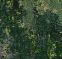 Pwy277 Forest