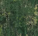 Rev277 Forest