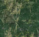 Wan277 Forest