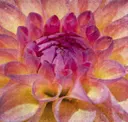 Dahlia