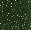 Parsley