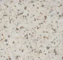 Granite Speckle