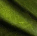Parakeet