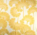 Begonia