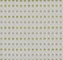 Fern