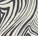 Zebra Black