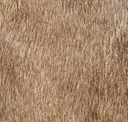 Clove