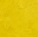 Daffodil