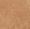 Guava
