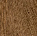 Pecan