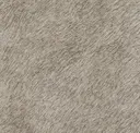 Sesame