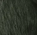 Swamp