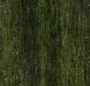 Grass