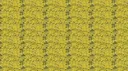 Chartreuse