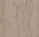 Conifer