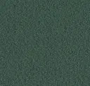 Blue Spruce