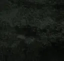 Moss