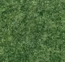 Moss