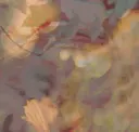 Poppy