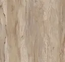 Acacia