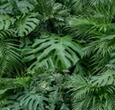 Greenery