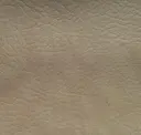 Otter