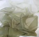 Kelp