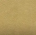 Palomino