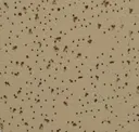 Sandstone