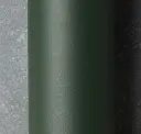 Conifer