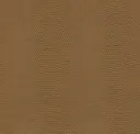 Eastern Brown