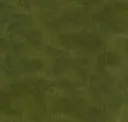 Kelp Forest