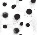 Black On White