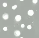 White On Pigeon