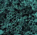 Teal On Black