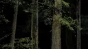 Dark