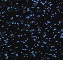 Buff Blue 20