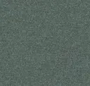 Spruce