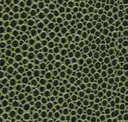 Green-Black