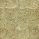 Patina Abalone