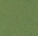 Moss